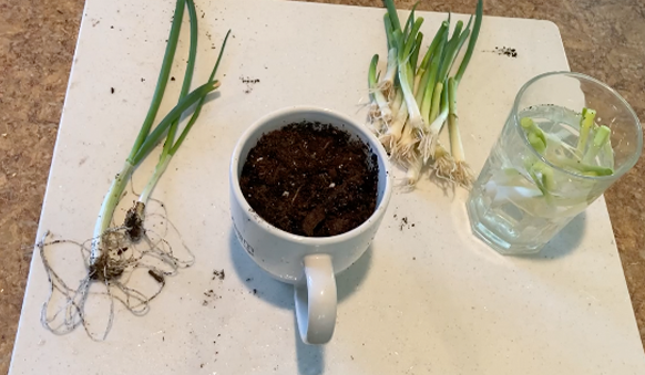 planting green onions