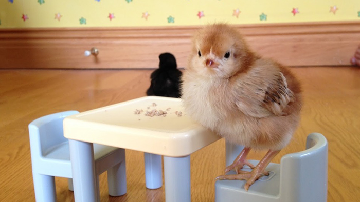 chick eating at table