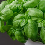 substitutes for basil