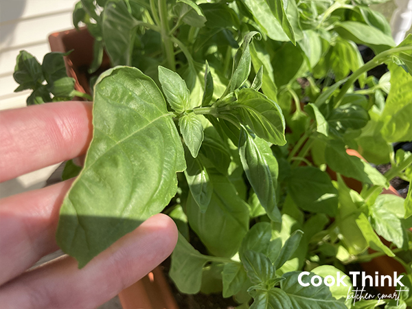 Sweet Basil. Photo by CookThink.