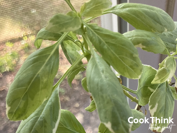 Variegated Basil. Photo by CookThink.