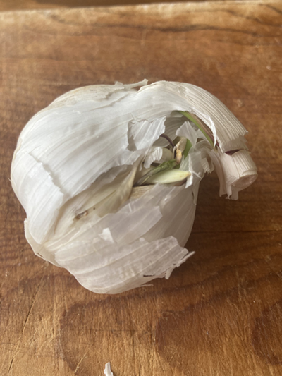 garlic head beginning to sprout