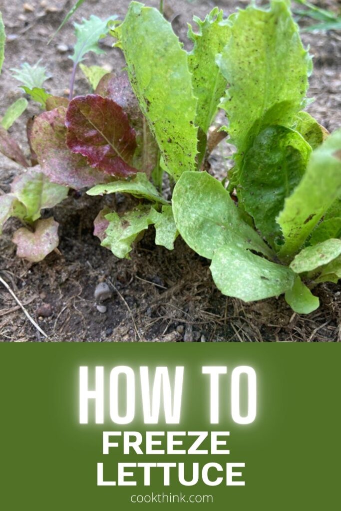 can you freeze lettuce pinterest pin