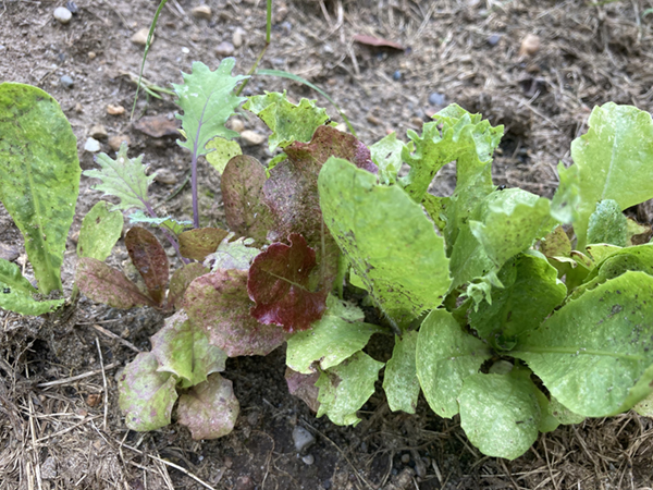 garden leaf lettuce to freeze