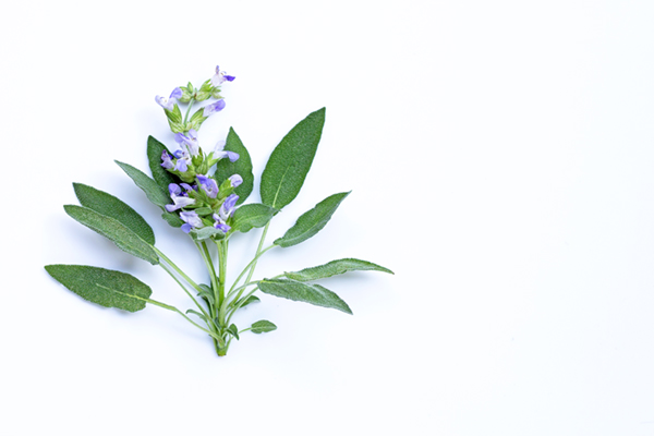 Sage leaves with flower on white background.