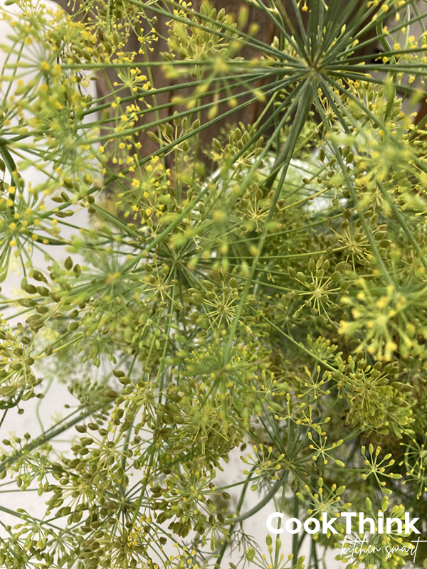dill seeds on plant