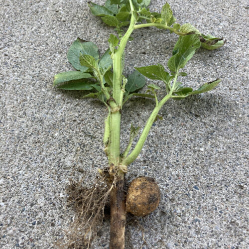 potato plant from garden