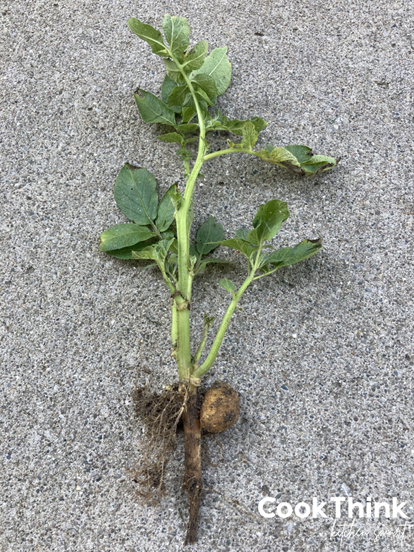 potato plant with roots and potato tuber