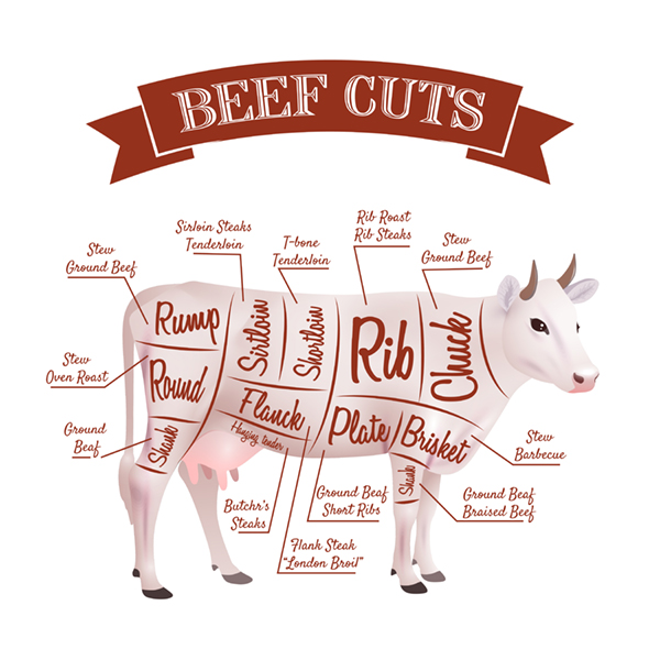Beef Cuts Illustration